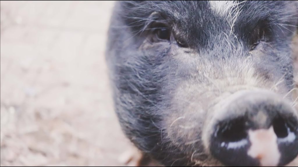 Roots and Refuge Farm: This Little Piggy | VLOG | Roots and Refuge Farm This Little Piggy | VLOG | Roots and Refuge Farm