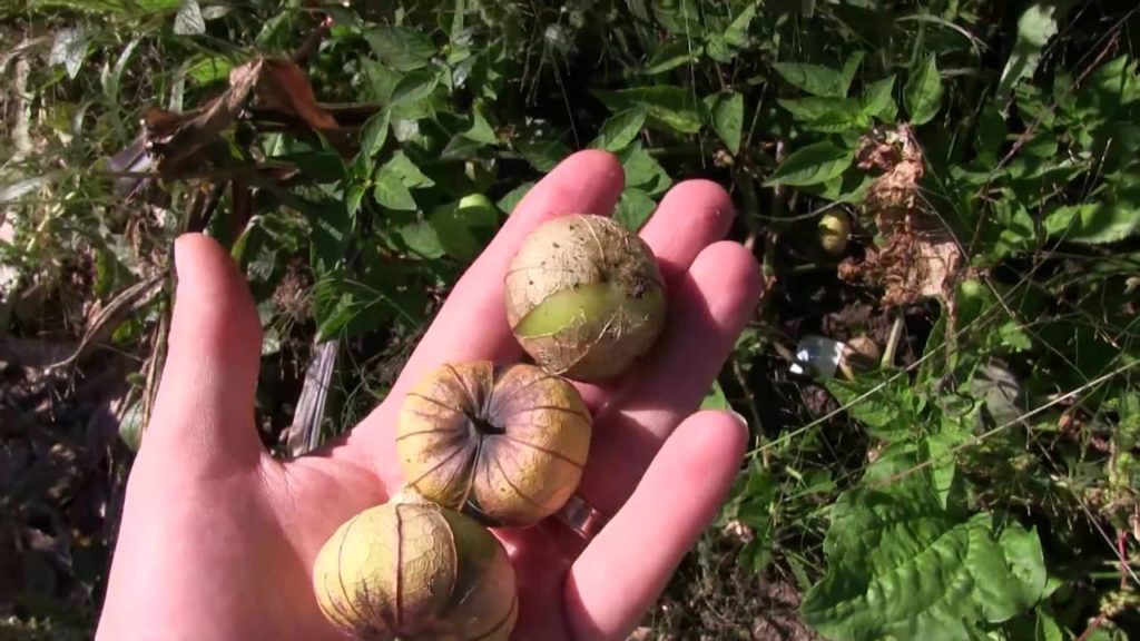 MIgardener: How to Tell When Tomatillos Are Ripe How to Tell When Tomatillos Are Ripe