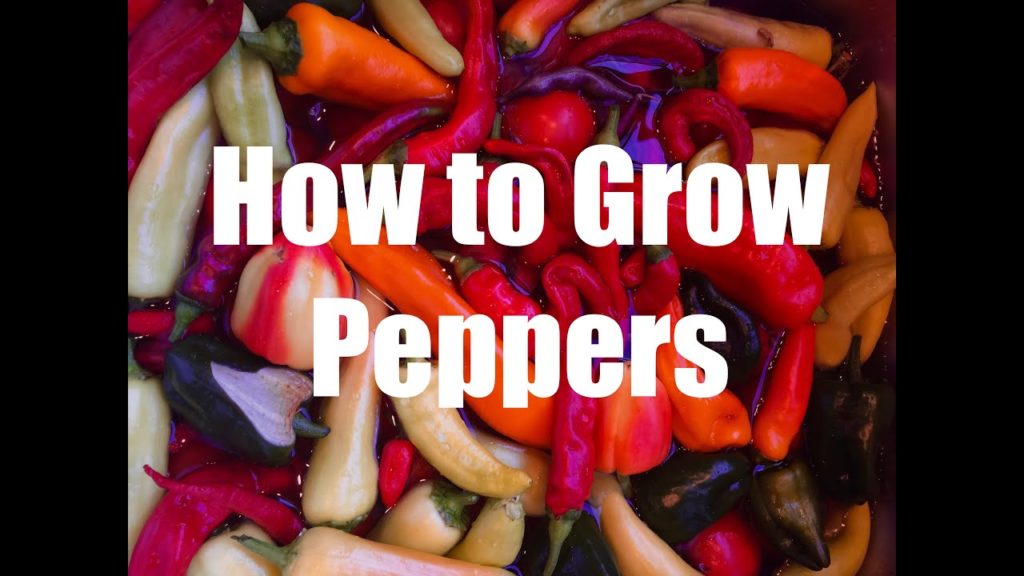 How To Grow Peppers