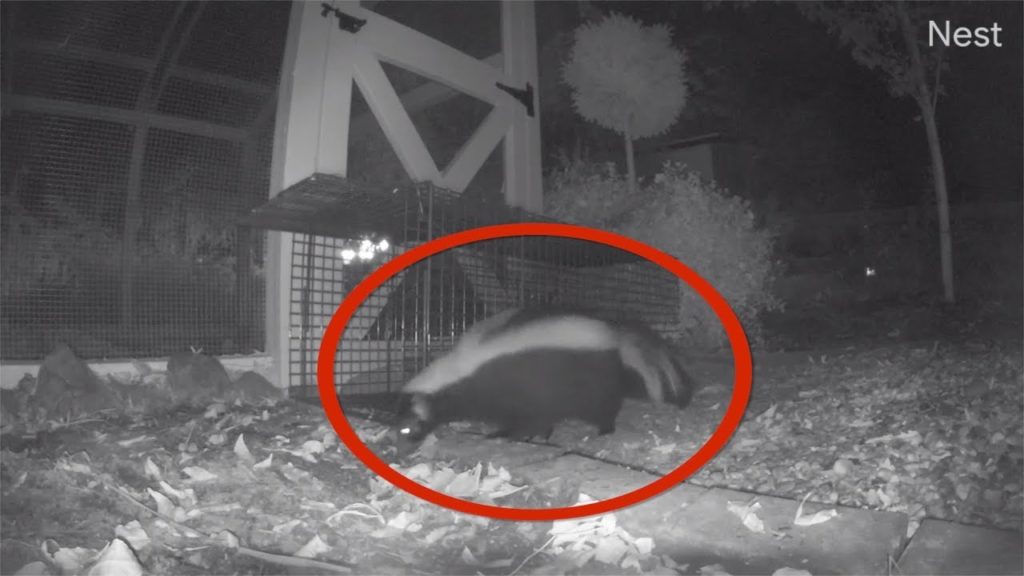 Garden Answer: Cutting Back Perennials & Trying to Catch a Chicken Stalker! 🌿🐓🐾// Garden Answer Cutting Back Perennials & Trying to Catch a Chicken Stalker! 🌿🐓🐾// Garden Answer