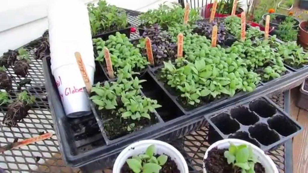 Growing 9 Varieties of Basil for Pennies a Plant: Over-Seeding Method! - MFG 2014