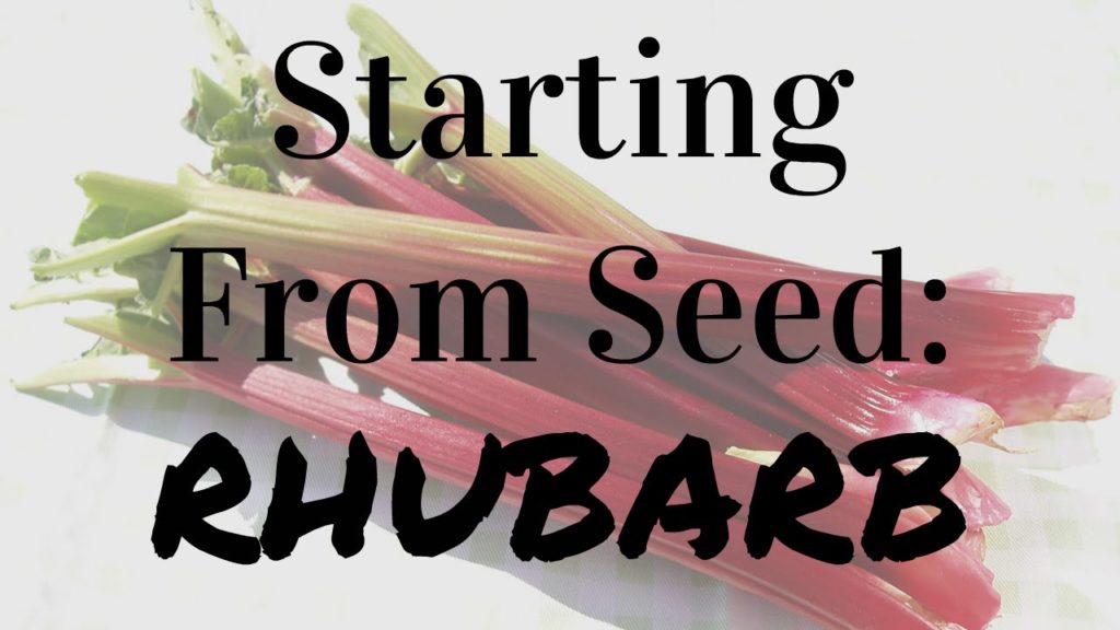 How To Start Rhubarb From Seed