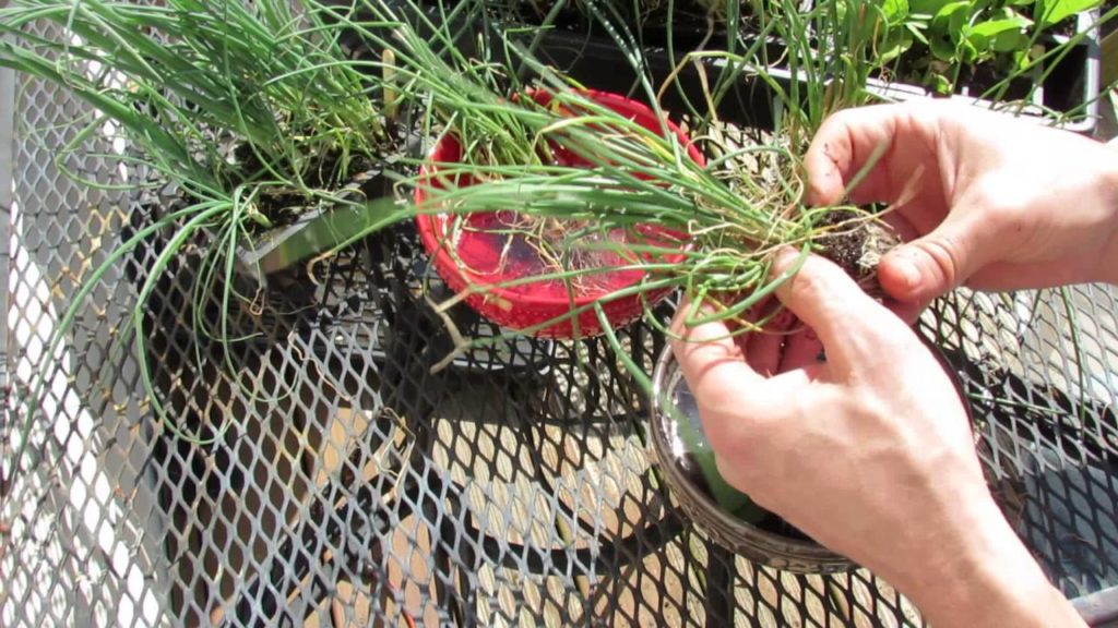 MFG 2016: Growing & Buying Onion Transplants for Full Size Onions - Don't Buy Onion Sets They Flower