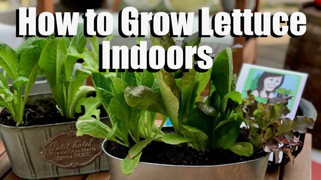 CaliKim: How to Grow Lettuce Indoors – Bring Your Garden INSIDE! How to Grow Lettuce Indoors - Bring Your Garden INSIDE!