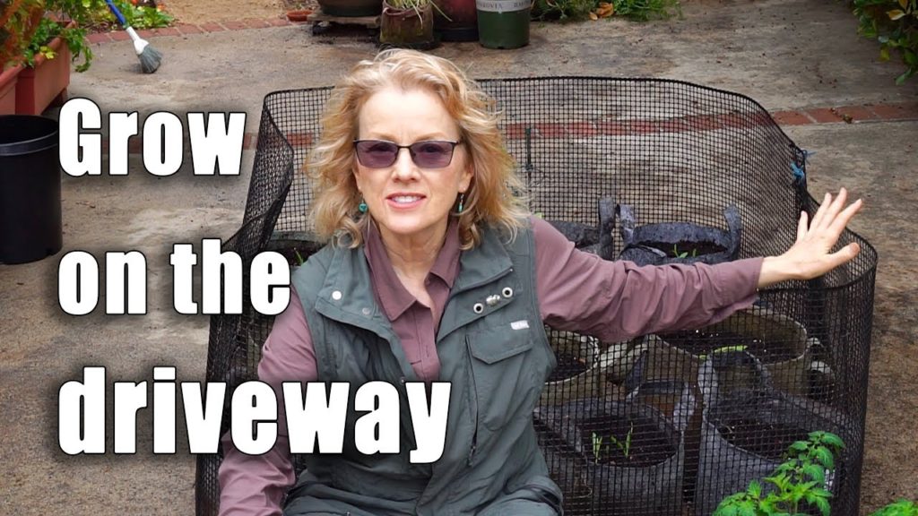 Garden Workday | Planting Corn, Three Sisters in Containers