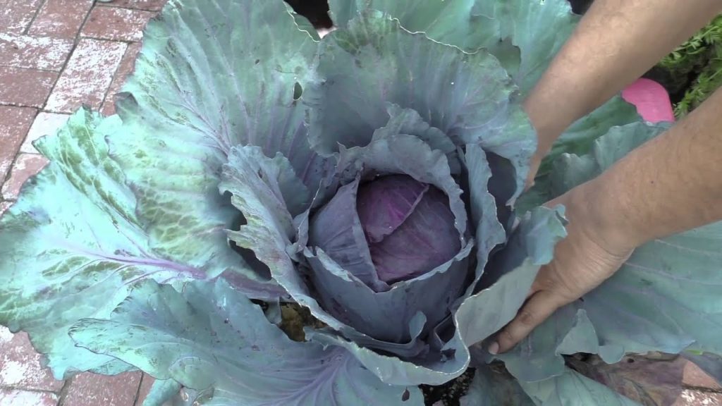 How To Grow Red Cabbages - Red Acre Cabbage Growing Guide