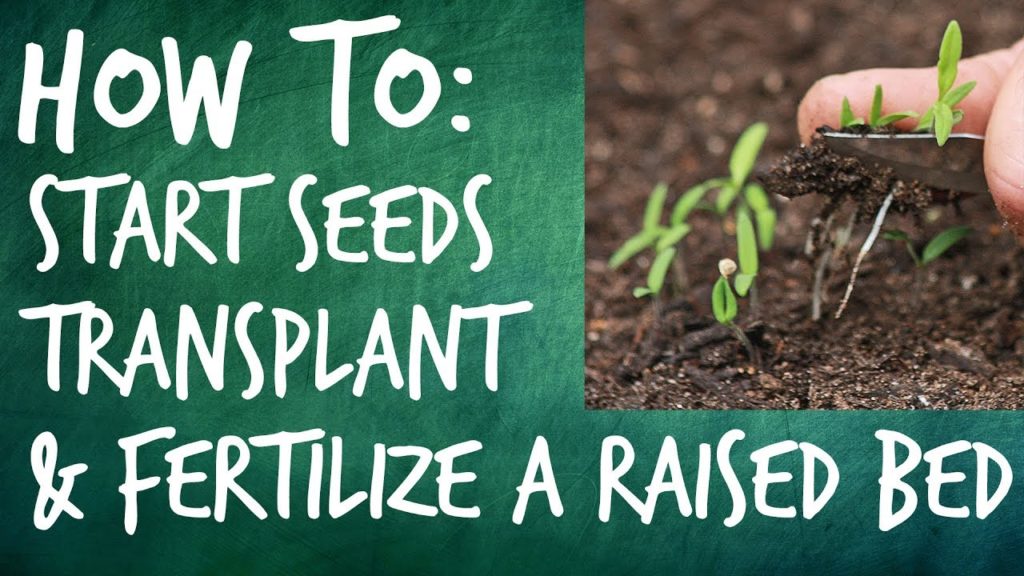 Epic Gardening: How to Start Seeds, Transplant, and Fertilize a Raised Bed How to Start Seeds, Transplant, and Fertilize a Raised Bed