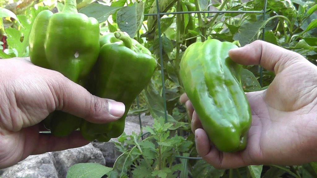 Pepper Plant Profile - Big Bertha Pepper by Bonnie Plants