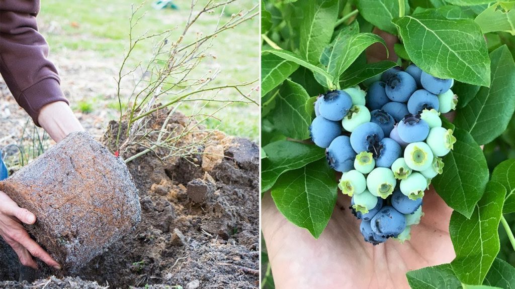 How to Plant and Grow Blueberries
