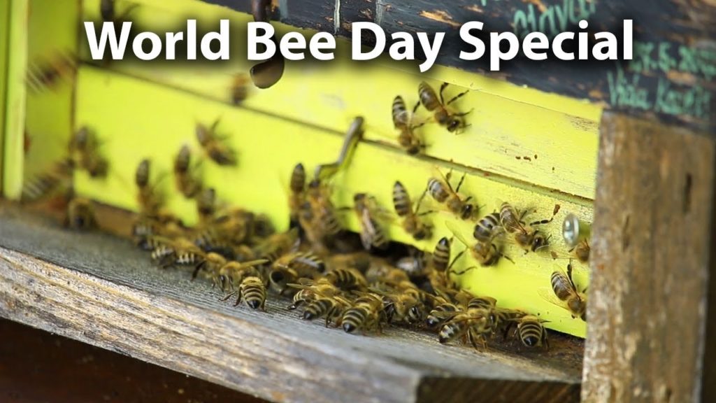 Huw Richards: Honey Bee Importance and Slovenia – World Bee Day Special Honey Bee Importance and Slovenia - World Bee Day Special
