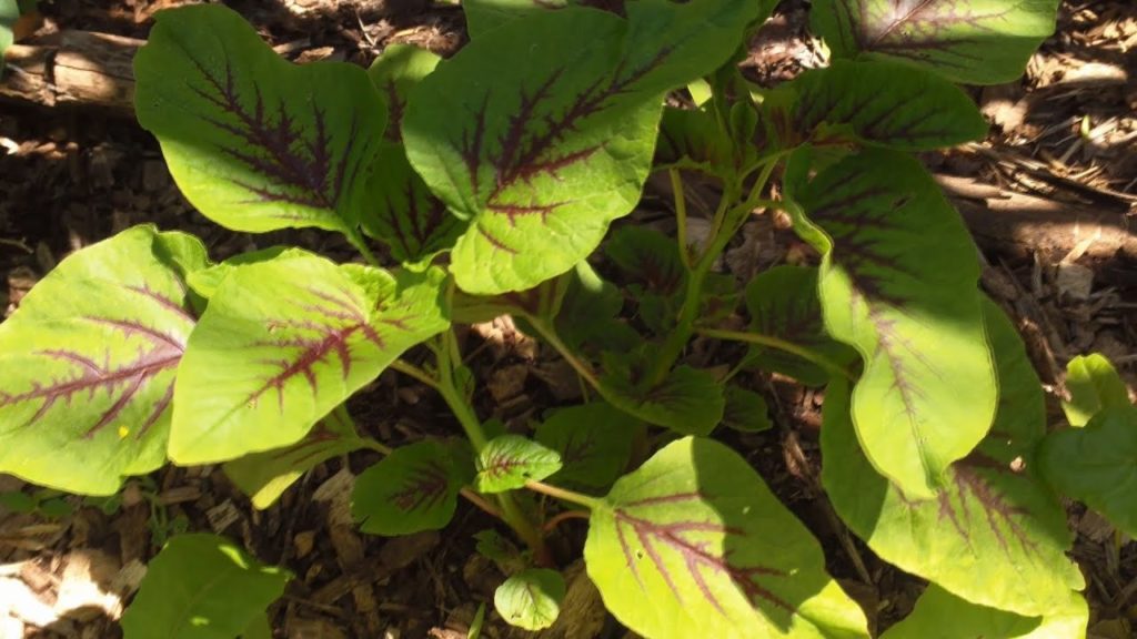 One Yard Revolution: A Warm Weather Green that Really Wants to Grow A Warm Weather Green that Really Wants to Grow