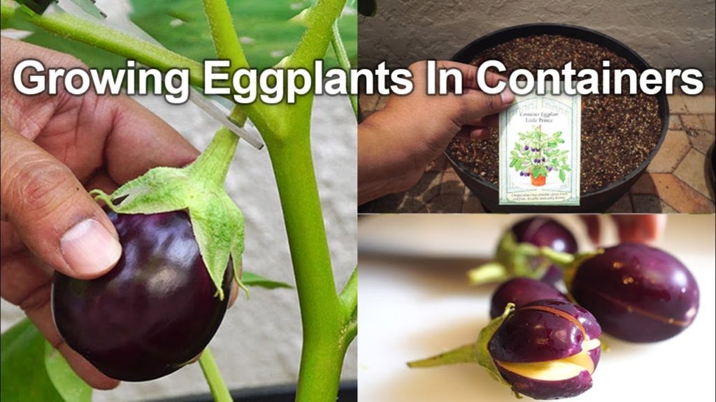 Growing Eggplants - Container Little Prince Eggplant