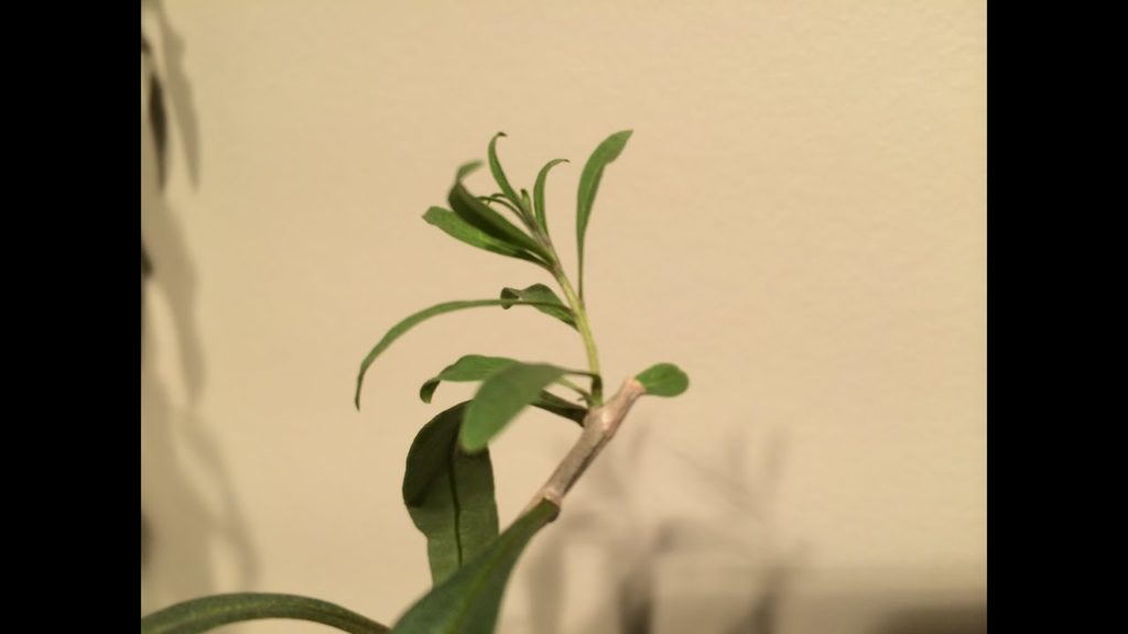 Pruning Goji (Wolf) Berry Plants Alberta Urban Garden