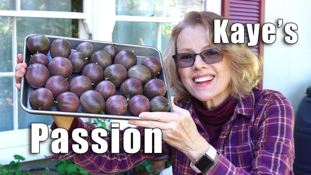 Kaye Kittrell: Garden Workday | Planting Apple Tree, Pruning Guava | Los Angeles Garden Workday | Planting Apple Tree, Pruning Guava | Los Angeles