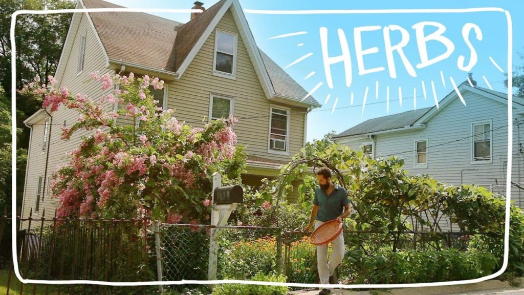 Grow Your Own Herb Garden in Unused Land - Basil