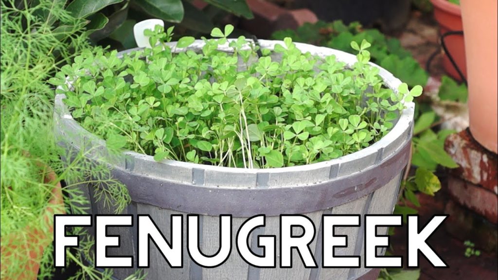 How to grow Fenugreek Greens in your garden
