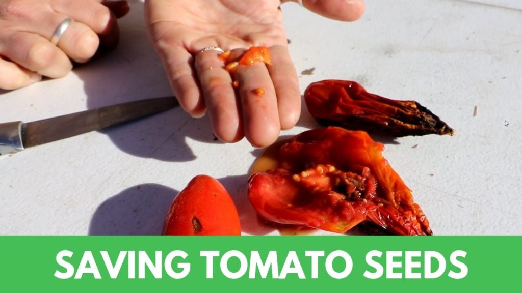 Epic Gardening: Saving Tomato Seeds by Fermenting Them (Never Buy Tomato Seeds Again) Saving Tomato Seeds by Fermenting Them (Never Buy Tomato Seeds Again)