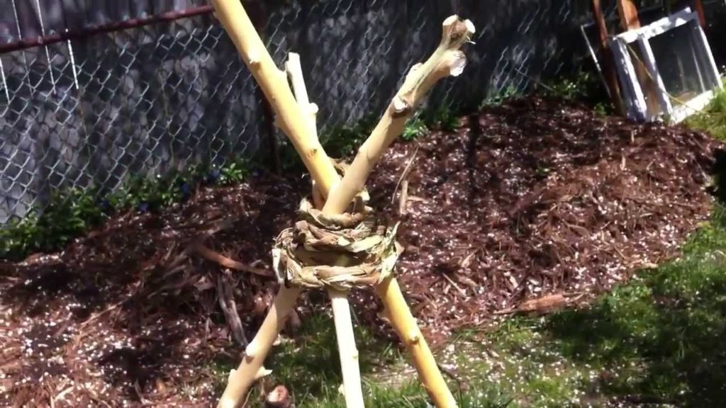 Homemade Trellis, made of only 3 sticks