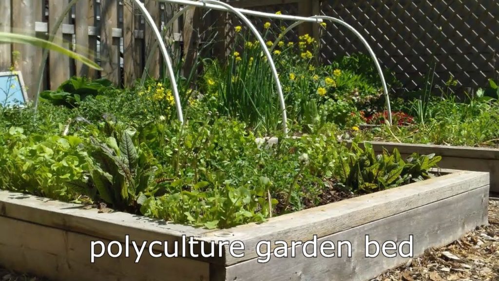 Confuse Garden Pests with Polycultures