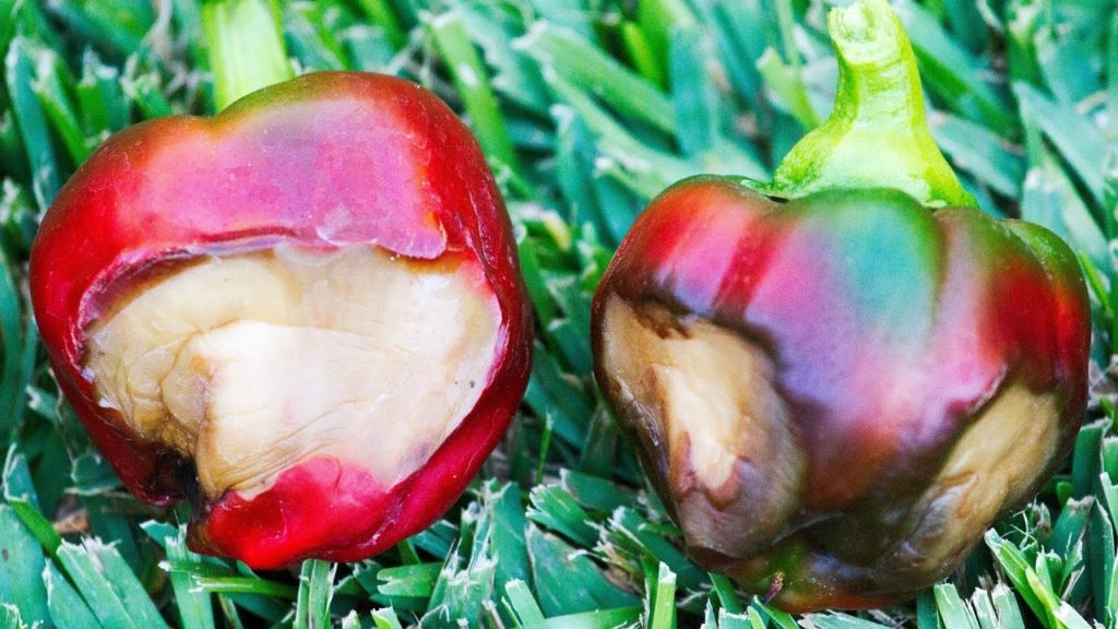 California Gardening: How to correct Blossom End Rot (BER) – Tutorial How to correct Blossom End Rot (BER) - Tutorial