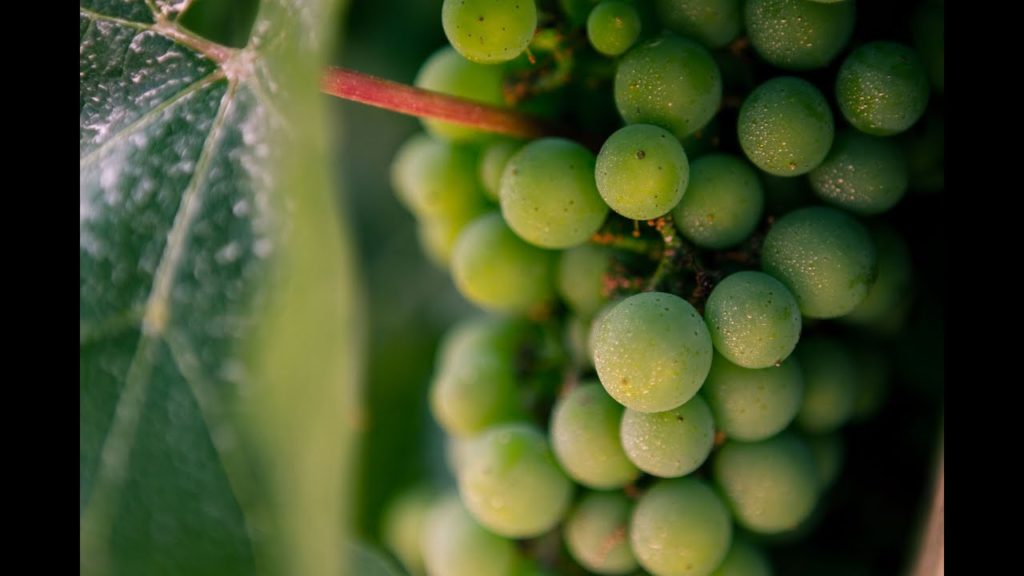 Picking and Planting Cold Hardy Frontenac Gris Grapes in Alberta Urban Garden