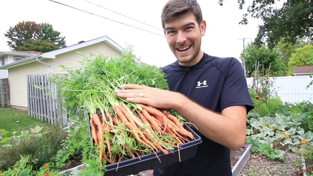 How to Get Longer Straighter Carrots