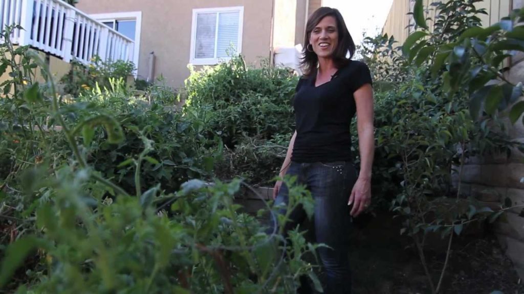 CaliKim: How to get Huge Tomato Plants-The Big Mistake How to get Huge Tomato Plants-The Big Mistake
