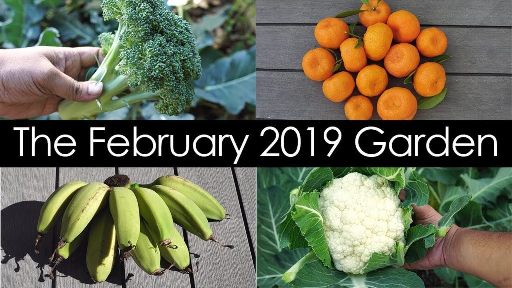 California Garden Tour – February 2019 – Gardening Tips, Harvests & Things To Do California Garden Tour - February 2019 - Gardening Tips, Harvests & Things To Do