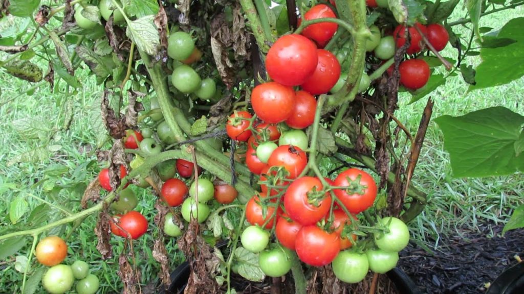 Gary Pilarchik: 60 Seconds or Sow: All About Determinate Tomatoes /Massive Fruiting- The Rusted Garden 2013 60 Seconds or Sow: All About Determinate Tomatoes /Massive Fruiting- The Rusted Garden 2013