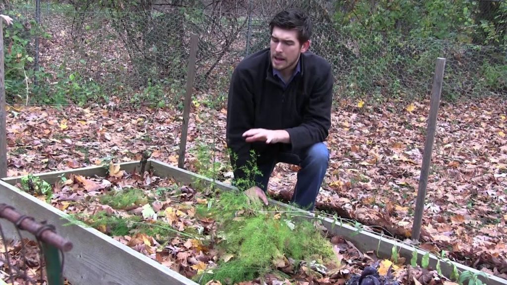 MIgardener: Prepping Asparagus For Winter & Amazing Growth! Prepping Asparagus For Winter & Amazing Growth!