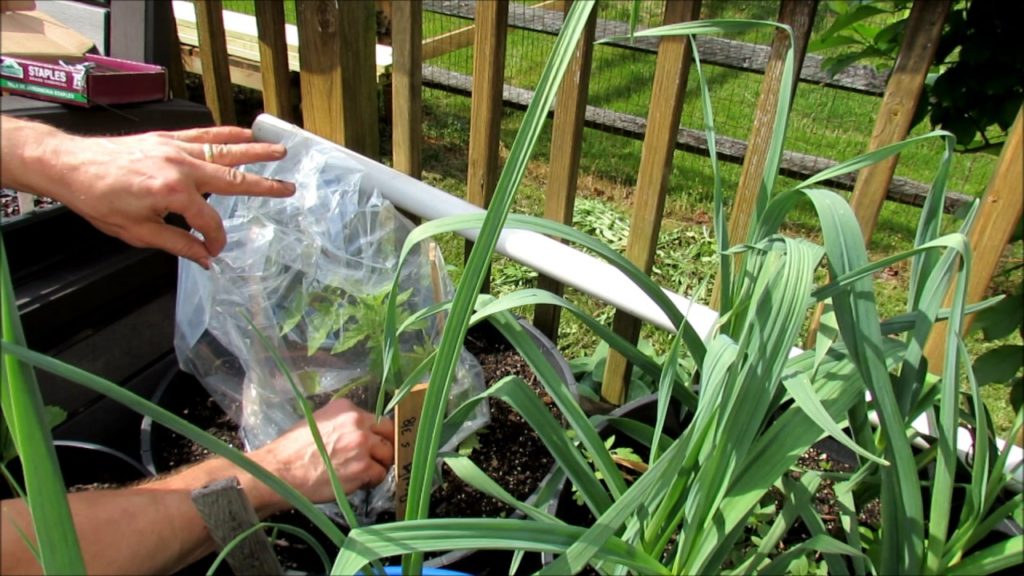 5 Options for Tomato & Pepper Frost Protection: Containers, Bags, Boxes, Paint Cloth & Trash Bags