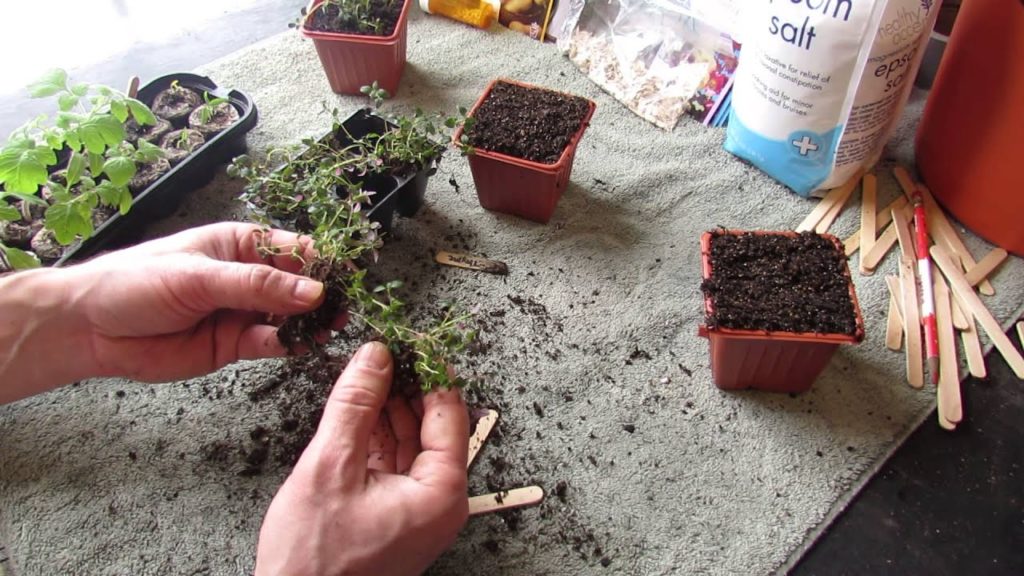 How to Transplant Your Oregano & Thyme into Cups: Over-Seed! - MFG 2014