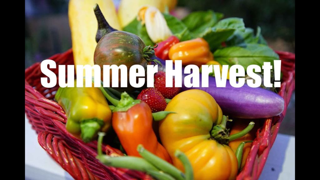 Organic Garden Summer Harvest -This is Why We Do It!