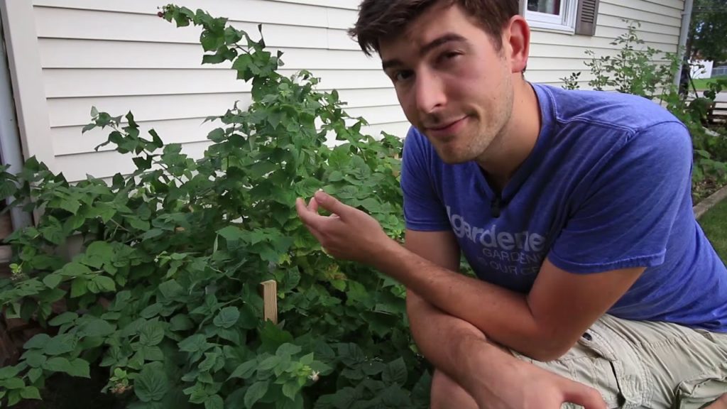 3 Reasons to Stake Raspberries & Simple Staking Method