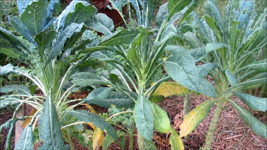 Gary Pilarchik: Topping off Kale for Massive Side Growth in the Fall: Sweet Tasty Leaves! Topping off Kale for Massive Side Growth in the Fall: Sweet Tasty Leaves!