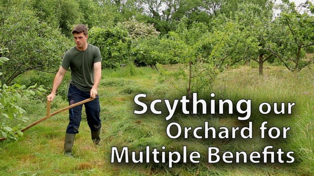 Huw Richards: Scything our Orchard of 30 Fruit Trees Scything our Orchard of 30 Fruit Trees