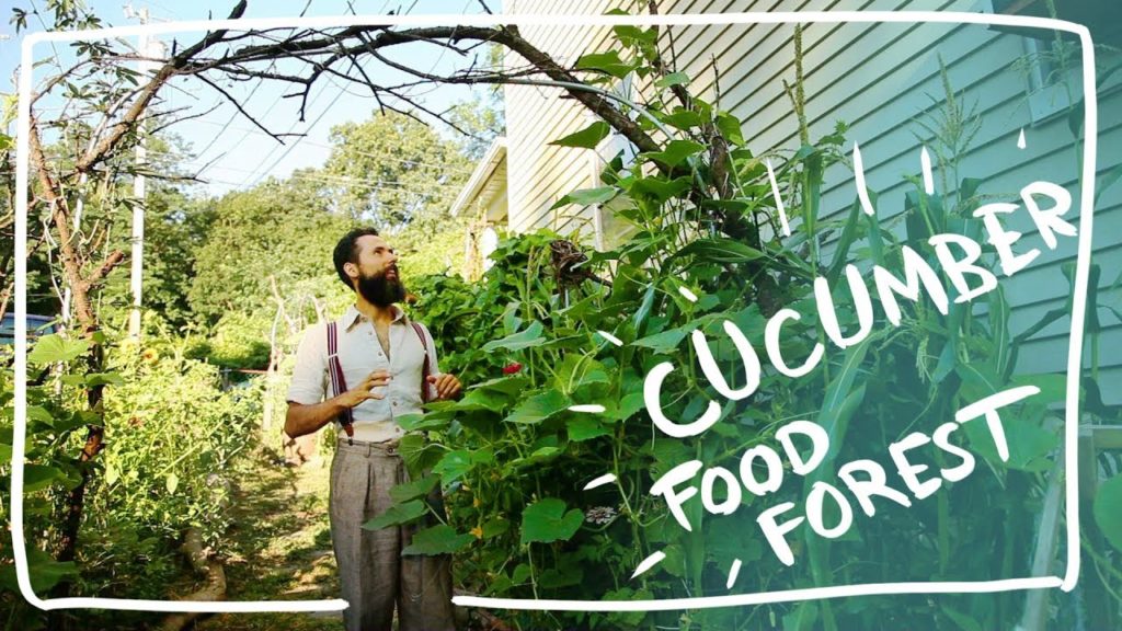 Growing Cucumber in my Food Forest and Cucamelons