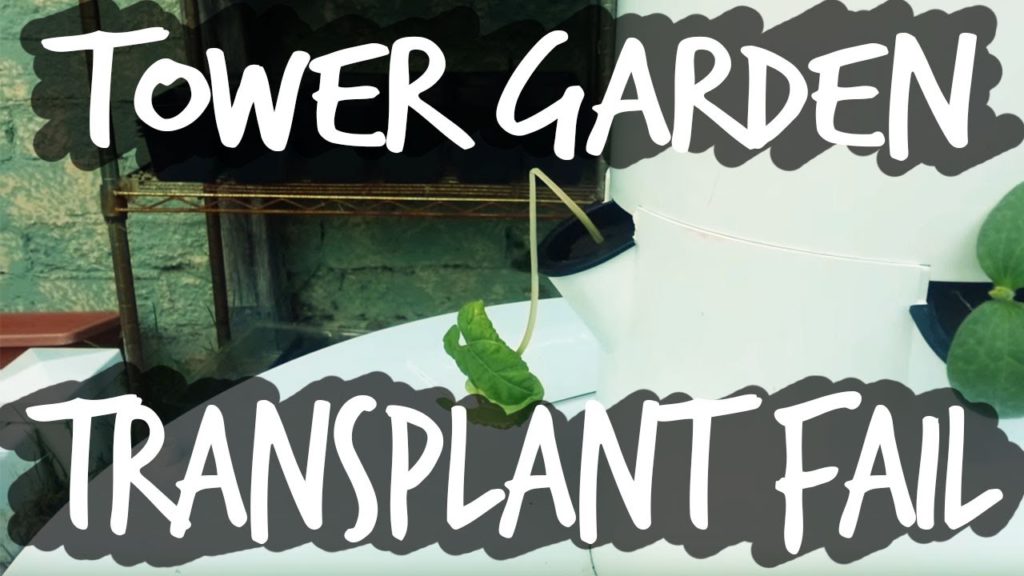 Epic Gardening: Tower Garden Transplanting Mistakes Tower Garden Transplanting Mistakes
