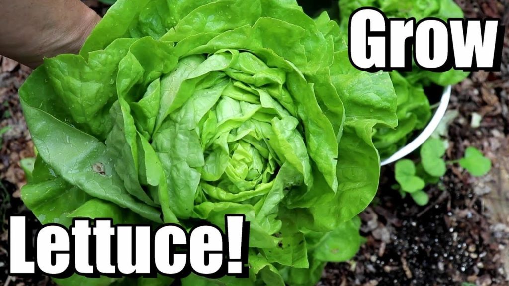 One Yard Revolution: How to Grow Lettuce from Seed to Harvest How to Grow Lettuce from Seed to Harvest