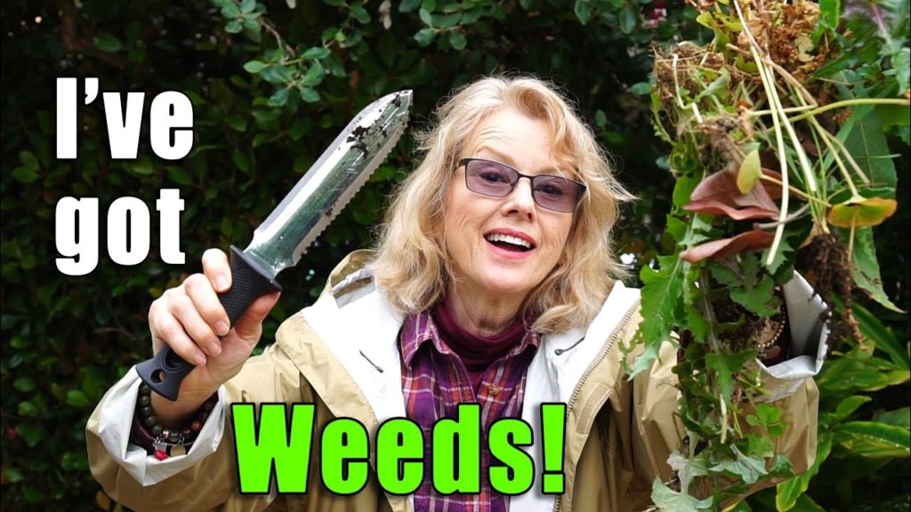 Garden Workday | Weeding | Blueberries | Los Angeles