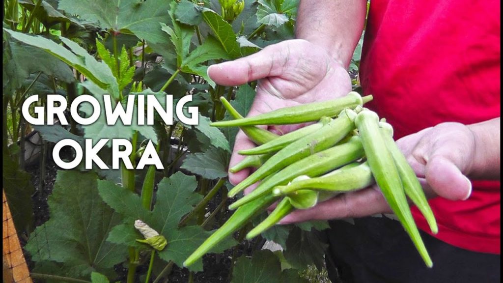 Growing Okra in Raised Beds (Gumbo, Lady's Finger)