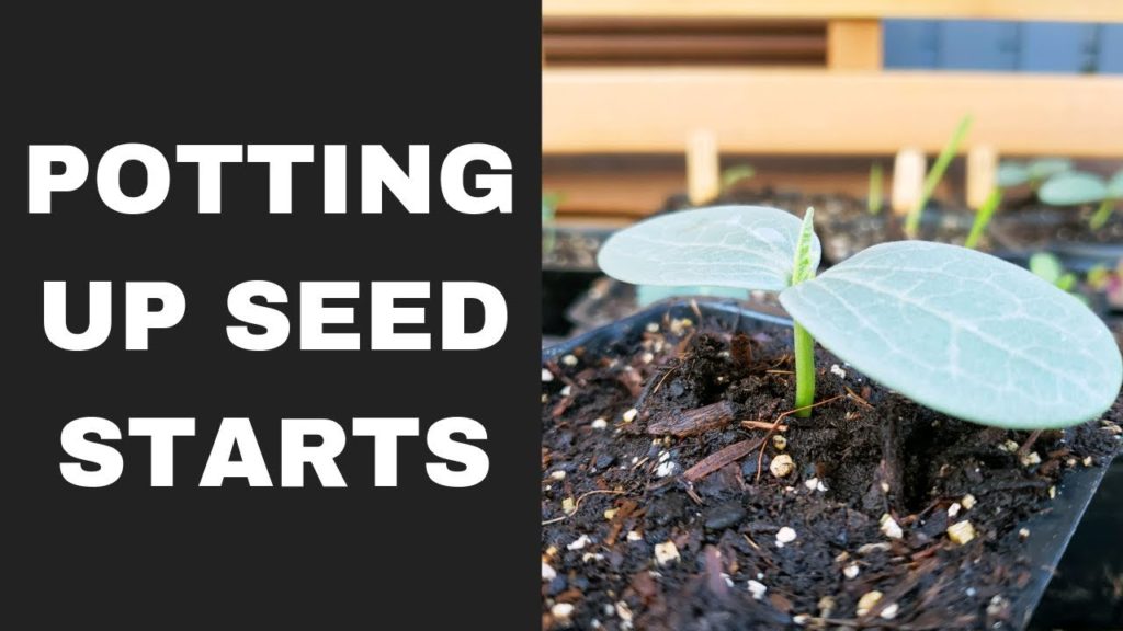 Epic Gardening: Potting Up Seedlings 101: Easy Seed Starting Tip! Potting Up Seedlings 101: Easy Seed Starting Tip!