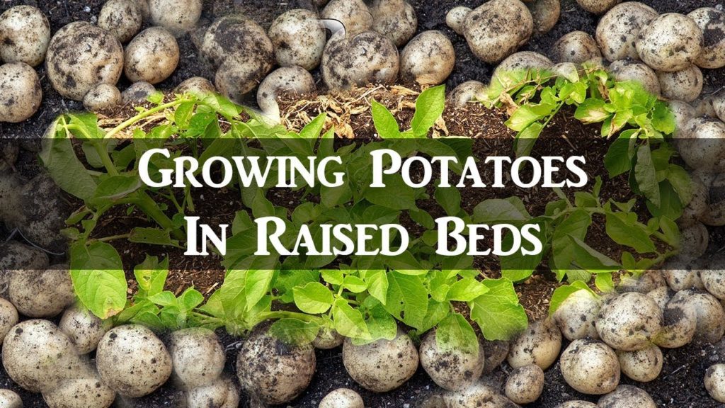 Growing Potatoes In Raised Beds - How To Grow & Harvest Potatoes From Seed Potatoes