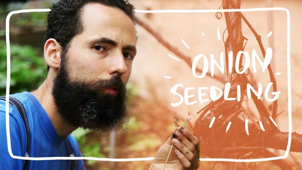 Planting Onion Seedling in Left over Garden Spaces