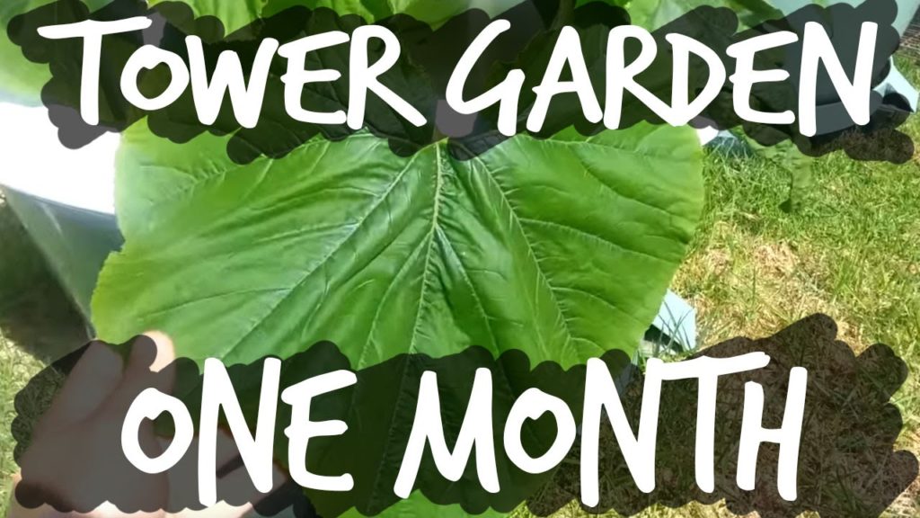 Tower Garden Growth After One Month