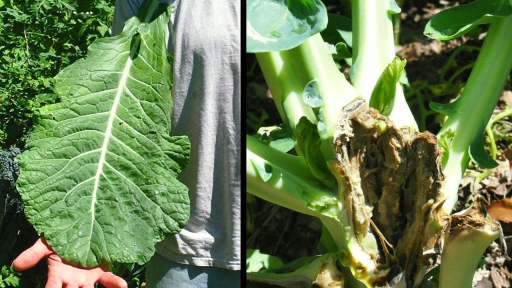 Goodbye Giant Collards, Hello Soft Rot