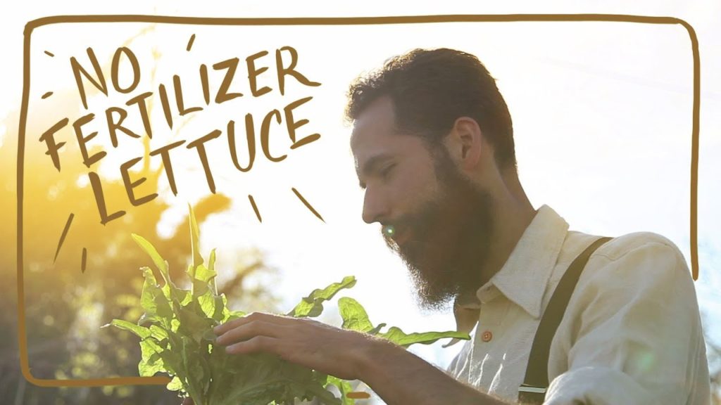Growing Big Lettuce Without Added Fertilizer