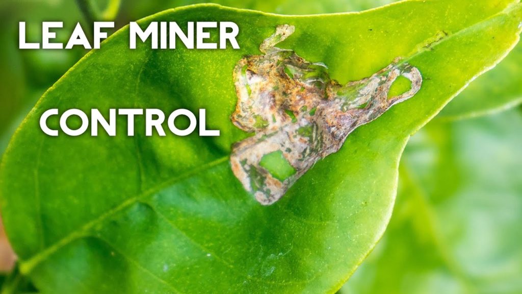 Organic Leaf Miner Control on citrus and other plants