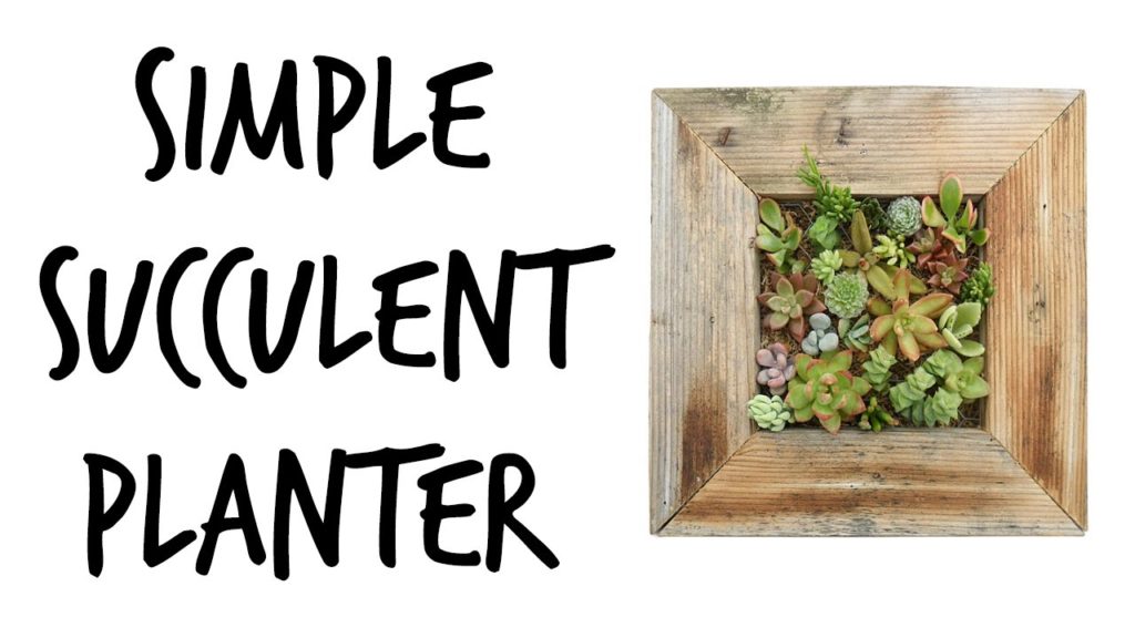 How to Plant a Succulent Wall Planter
