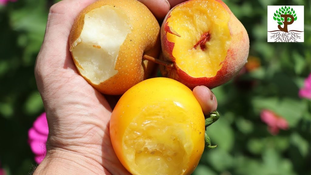 LAWN TO HIGH PRODUCTION FOOD FOREST